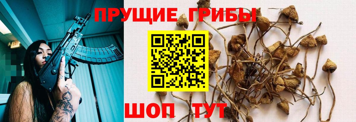 Псилоцибиновые грибы мицелий Норильск